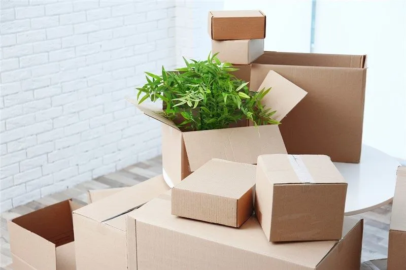 6 Effective Tips for Moving Your Plants