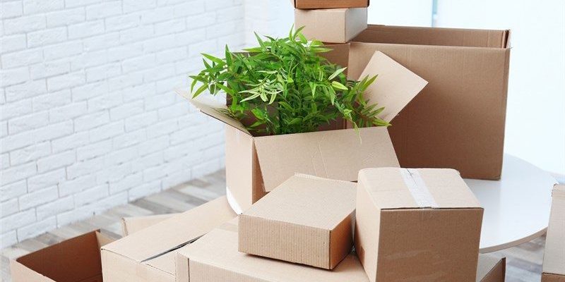 6 Effective Tips for Moving Your Plants